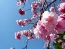 八重岳桜まつり.jpg